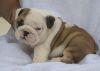 cute and adorable puppies for sale