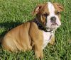 Super Adorable English Bulldog Puppies $400.00