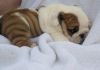 Cute and adorable English bulldog puppies for your christmas
