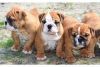 4 English Bulldog puppies available.