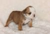 Just in time for Christmas! English Bulldog puppies