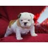 Adorable English Bulldog puppies Available