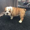 Cute English Bulldog puppy loooking for a new forever home