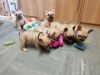French bulldogs ready for adoption