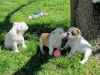4 English Bulldog Puppies