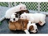 Chunky English Bulldog Puppies