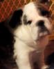 AKC Bulldog Puppy For Sale - Ch Bloodline