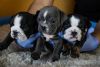 English and French Bulldogs puppys..