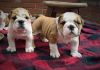 English Bulldog Puppies for Any Pet Lover