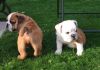 English Bulldog puppies