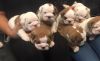 Gorgeous English Bulldog puppies available