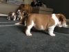 Charming English Bulldog Puppies
