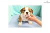 Akc male and female english bulldog puppies for sale