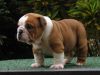 Good looking bulldog puppies for sale