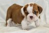 Home raised Bulldog puppies for rehoming