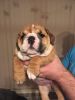 Bulldog puppies for sale at good offers