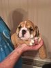 Pure bred English Bulldog puppies for rehoming