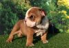 Rare Colored English Bulldog pups