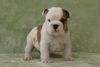 *** Beautiful British Bulldog Puppies For Sale Kc Reg ***(xxxxxxxxxx).