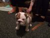Absolutely Gorgeous Purebred English Bulldog Puppies!!