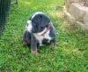 .Akc english bulldog pup Blue tri male 8 weeks old