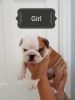 English Bulldog Pups Kc Reg For Sale!