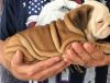 Adorable English Bulldog for rehoming