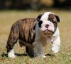 buy beautiful english bulldog pupppy