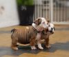 Amazing Champion Sired Pups