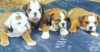 Our Adorable AKC Registered Baby Bulldogs