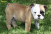 Touch of Class Bulldog puppies