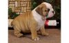 AKC Registered Male And Female English bulldog Puppies