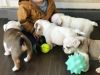 Stunning English Bulldog Puppies Available For Good homes