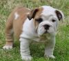 adorable bull dog puppies