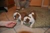 Baby English Bulldog Puppies