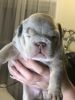 English Bulldog Merle Tris for sale