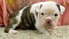 Adorable Healthy Male and Female English bulldog Puppies