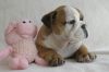 English bulldog puppie male and female vaccinated and dewormed contact