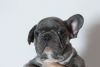Sweet English bulldogs puppies for sale