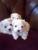 Sweet male and female Maltese pups for adoption
