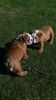 Adorable English bulldog puppies for sell