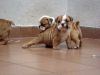 English bulldog puppies - (xxx) xxx-xxx2!