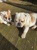 chunky adorable english bulldog puppies