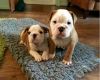 Beautiful English bulldogs pupies
