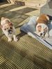 adorable english bulldogs needs new homes