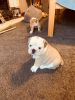 Adorable english bulldog puppies needs new homes