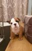 Beautiful english bulldog puppies needs new homes