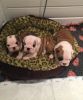 Gorgeous AKC English Bulldog Puppies. Call or text +1(2xx) xx4-2xx5