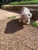 Adorable English bulldogs needs new homes