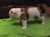 We have adorable English Bulldog male and female dogs,